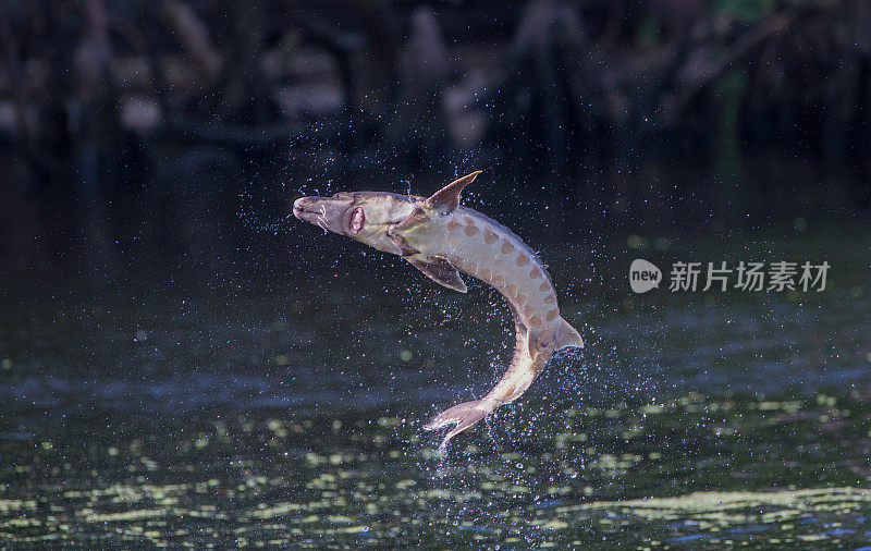 野生成年海湾鲟鱼-尖吻鲟desotoi -跳出水苏旺尼河佛罗里达州范宁斯普林斯。系列照片2，共4张